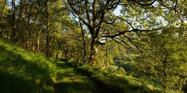 3 Reasons Ancient Woodland in Wales Is More Valuable Than Ever 