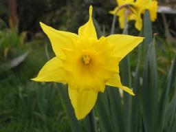 Gŵyl Dewi Sant &ndash; St. David&rsquo;s Day Celebration with Cambrian Benevolent Society of Chicago