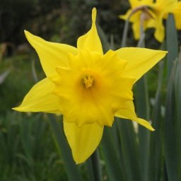 Gŵyl Dewi Sant &ndash; St. David&rsquo;s Day Celebration with Cambrian Benevolent Society of Chicago