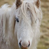 Carneddau Wild Pony