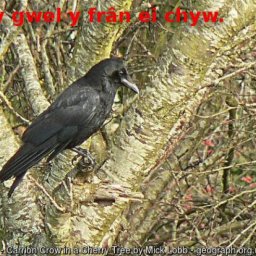 gwyn y gwel y fr&acirc;n ei chyw..jpg