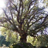Canyon Live Oak
