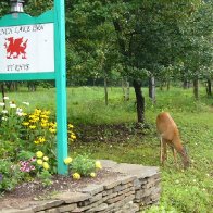 Deer at sign