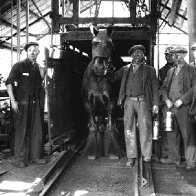 royal horse show entery 1938