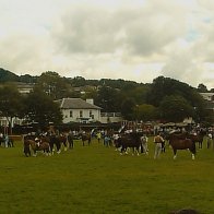 Gwyl Merlod A Chobiau Cymreig 2009