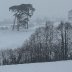Snow Pines Tywi
