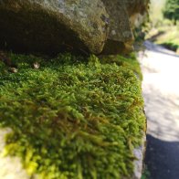 Moss