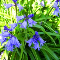 Wild Bluebells in Cwmparc