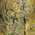 Tree Bark