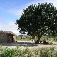 Tofu Mo&ccedil;ambique