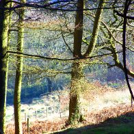 Trees on Mynydd Maendy