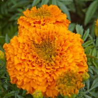 Flowers in Cyfarthfa Castle