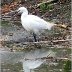 Egret no1  W Egret