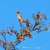 P1020158  WAXWING NO1