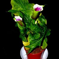 Liley  ? name please