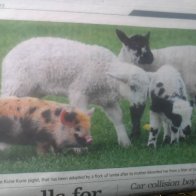 Iggle Piggle thinks he's a lamb