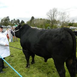 royal-welsh-off-for-a-second-year-due-to-covid-19-pandemic