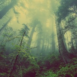 national-forest-for-wales-among-plans-to-achieve-net-zero-emissions-by-2050