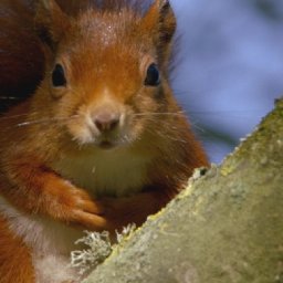 michael-sheen-set-to-narrate-new-welsh-wildlife-series