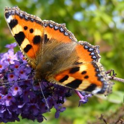 why-we-need-a-nature-act-for-the-environment-for-wales-and-the-world
