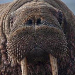 wyn-the-walrus-resurfaces-in-pembrokeshire-amid-concern-that-he-is-underweight