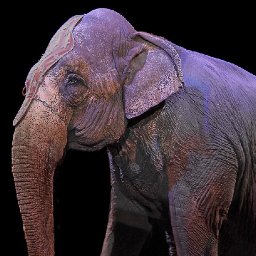 from-banning-circus-animals-to-selling-non-essential-items-over-1m-sign-public-petitions-over-senedd-term