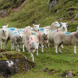 uk-government-fears-australia-deal-could-boost-welsh-independence-as-farmers-express-grave-concerns