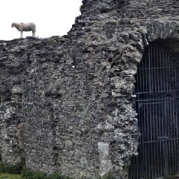 flying-sheep-caught-on-camera-in-jaw-dropping-leap-from-north-wales-castle