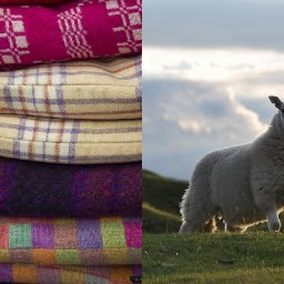 welsh-wool-how-a-once-thriving-industry-could-provide-a-monumental-opportunity-for-wales