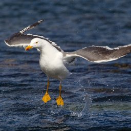 save-the-seagull-swansea-man-who-saw-sea-bird-impaled-on-spike-collects-37000-name-petition