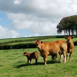 made-in-wales-brand-needed-following-shoddily-struck-post-brexit-trade-deals-ms-warns