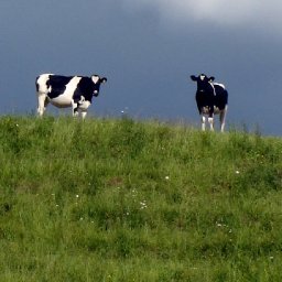 welsh-farmers-fear-being-sold-down-the-river-over-uk-government-deal-with-new-zealand