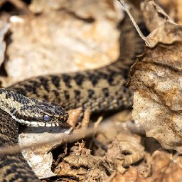 in-search-of-adders-tawny-clark-heads-to-parc-slip-nature-reserve-on-the-trail-of-the-uks-only-venomous-reptile