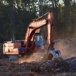 welsh-tree-at-risk-of-extinction-new-report-warns