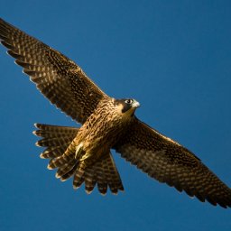 new-study-shows-poisons-and-gamebird-management-are-greatest-threats-to-birds-of-prey-in-wales