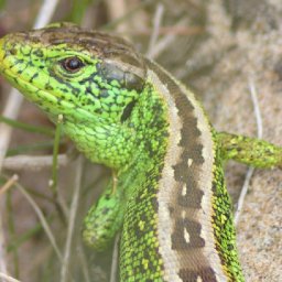 secrets-of-the-sand-tawny-clark-heads-for-the-dunes-on-the-trail-of-one-of-the-uks-rarest-reptiles
