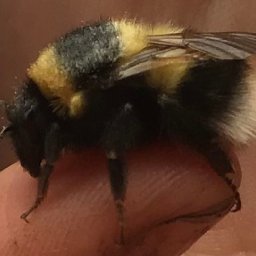 rare-bumblebee-population-discovered-in-wales