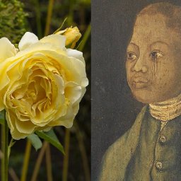 stunning-new-rose-garden-honours-18th-century-welsh-horticulturist-john-ystumllyn