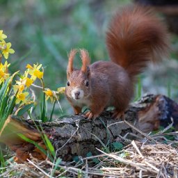 the-top-10-best-animal-names-in-the-welsh-language