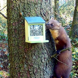 first-pine-marten-discovered-on-anglesey-in-over-30-years