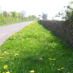 new-county-wide-pollinator-project-gets-underway-in-carmarthenshire
