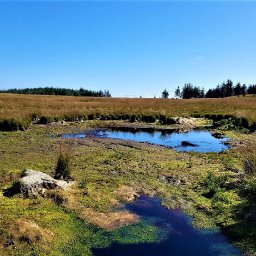 lost-peatlands-project-restores-large-area-of-rare-bog-habitat