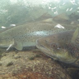 conservation-group-helps-save-wye-salmon-from-heat-death
