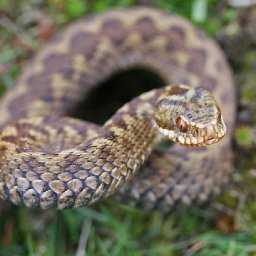 leave-snakes-alone-warning-amid-increased-sightings-on-welsh-beach