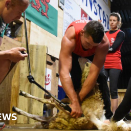 uk-record-after-welsh-man-shears-902-sheep-in-nine-hours