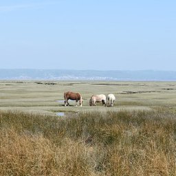 watch-the-stunning-sight-of-saltmarsh-ponies-taking-a-swim