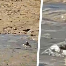 unidentified-creature-pops-up-on-welsh-beach-and-waves-at-boy