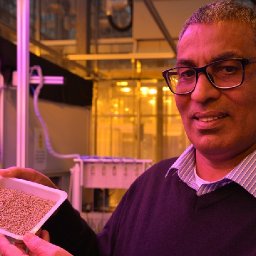 drought-resistant-aberystwyth-crop-helps-africas-farmers