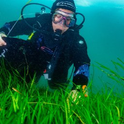 1-million-boost-for-seagrass-meadow-restoration-project-off-welsh-coast