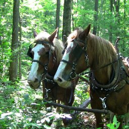 horse-logging-returns-to-ancient-woodland-site-near-llantrisant